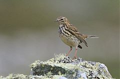 Meadow Pipit